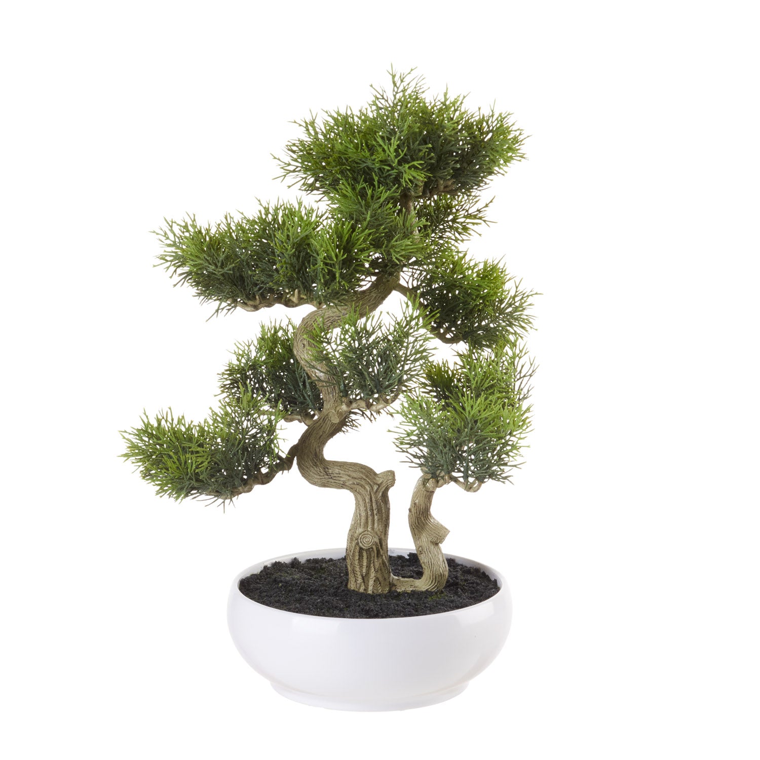 “L’Oca Nera” bonsai cedro con vaso h 41 cm