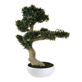 L'Oca Nera - bonsai ficus