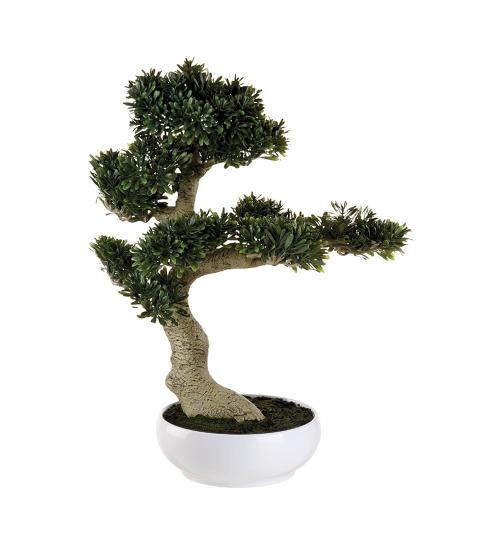 L'Oca Nera - bonsai ficus